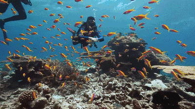 出海浮潜：.gif