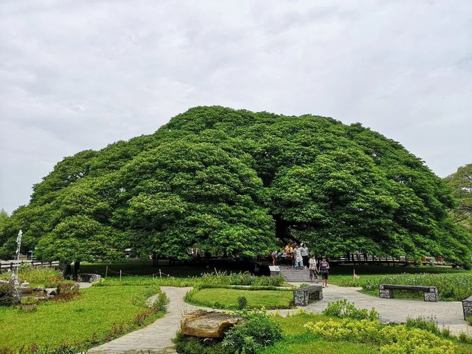 3天精品游泰国北碧府 巨雨树.jpg