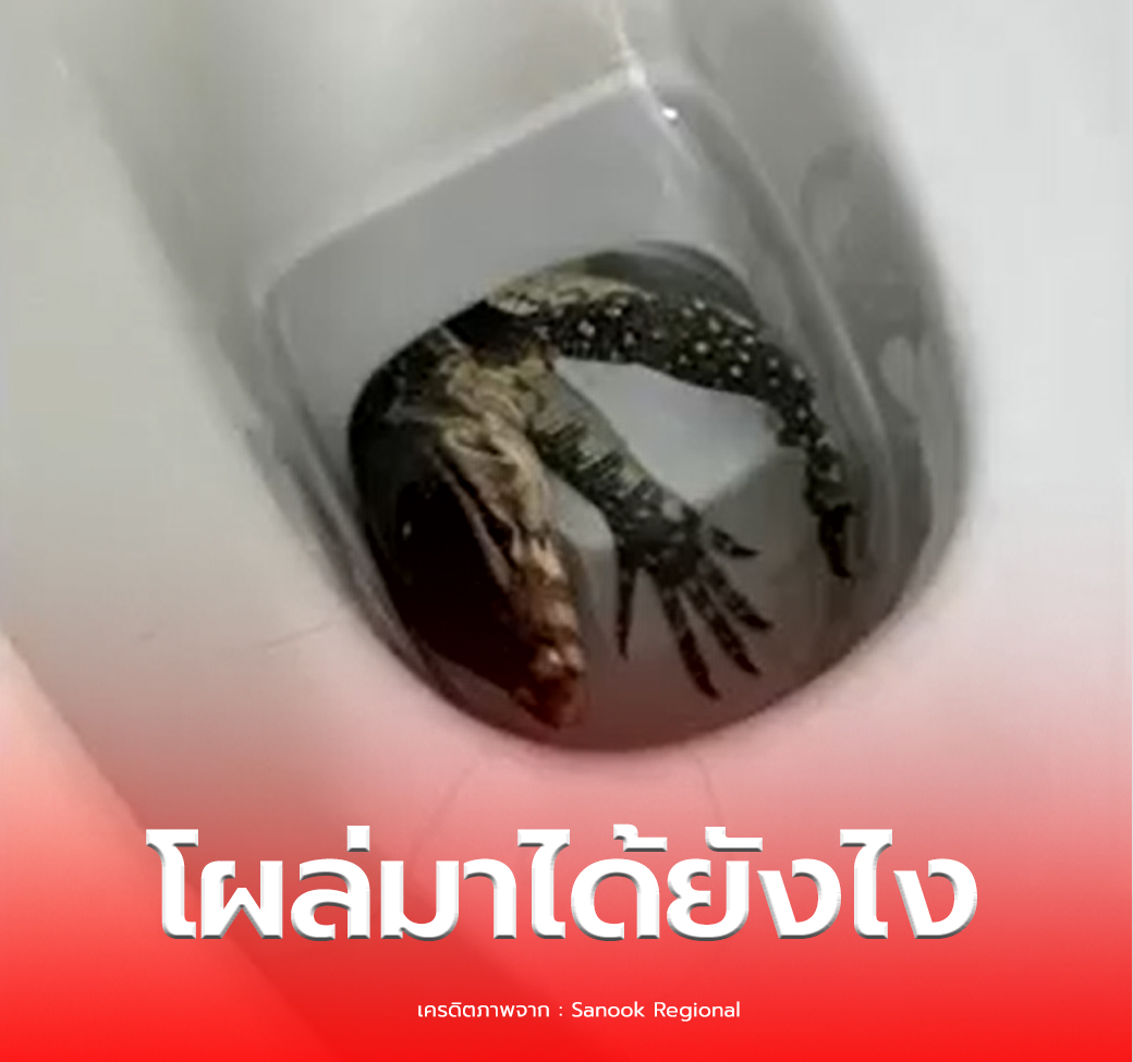 差点被“咬蛋”?泰国民居马桶突现蜥蜴! 160149jpypfkq4ab8kg3ep.png