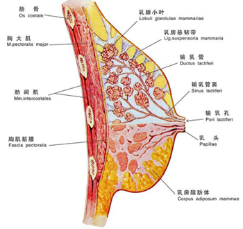 泰国NOXA20代购:大胸妹子跑步神器 org_749207.png