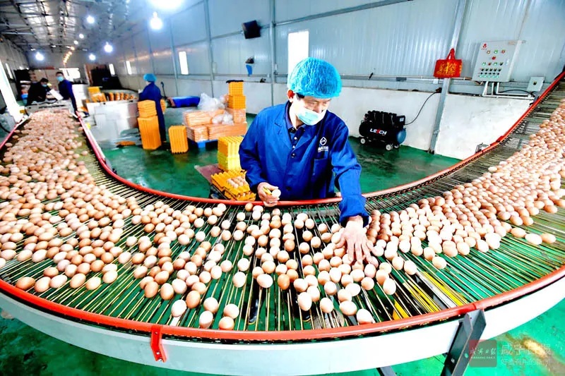 泰国洪灾重创蛋鸡养殖 商业部下令削减出口保供应