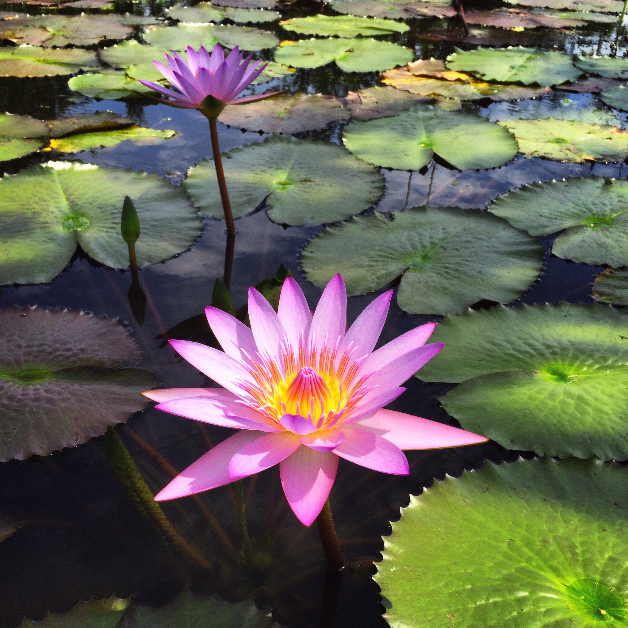 乌隆他尼红莲湖:世界十大奇观红莲花海 红莲湖